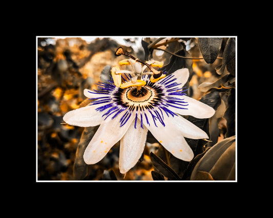 Close-up photo of a detailed passion flower with symmetrical structure