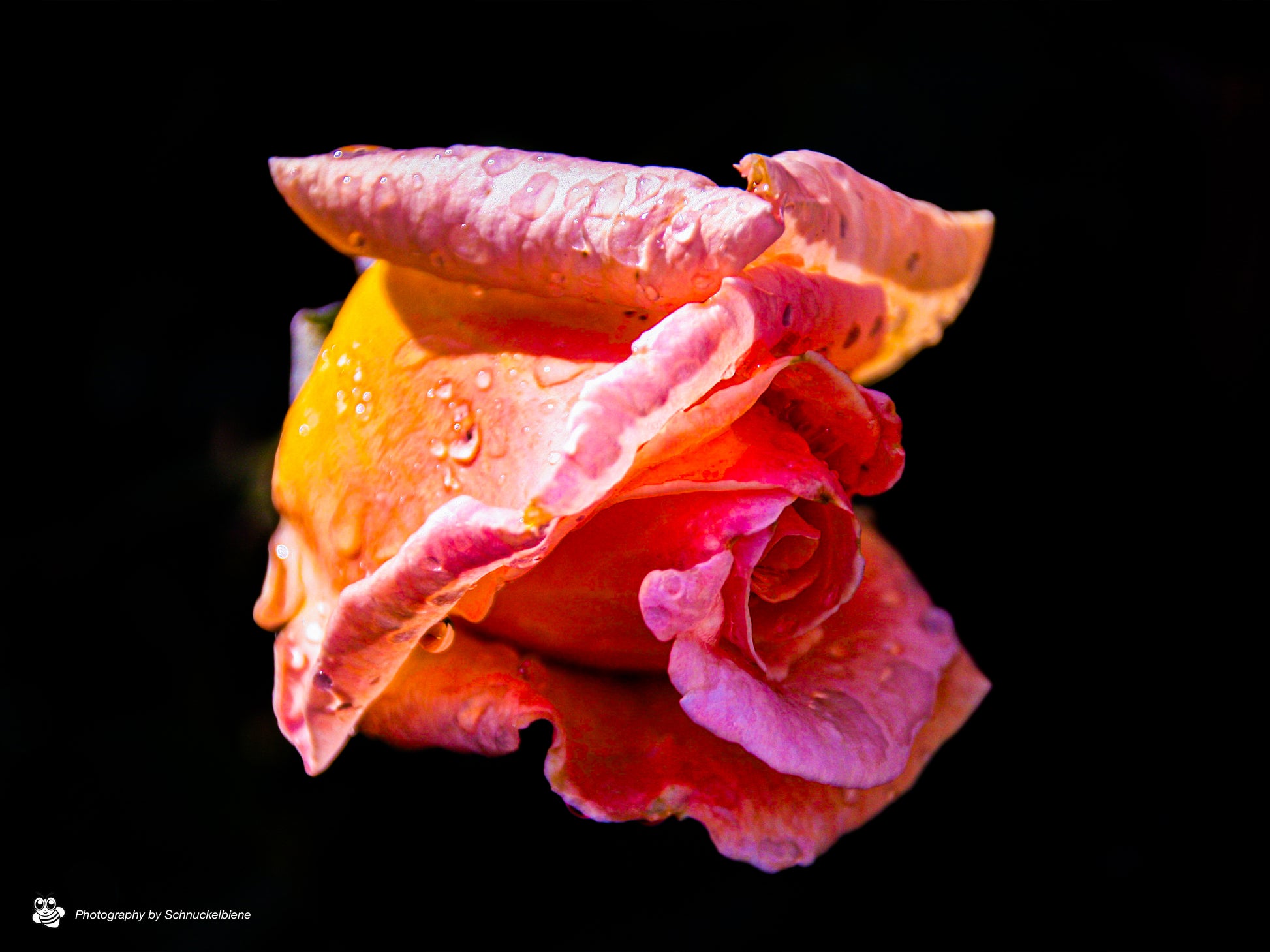 High-contrast photo of a pink rose on black background with bold, modern feel