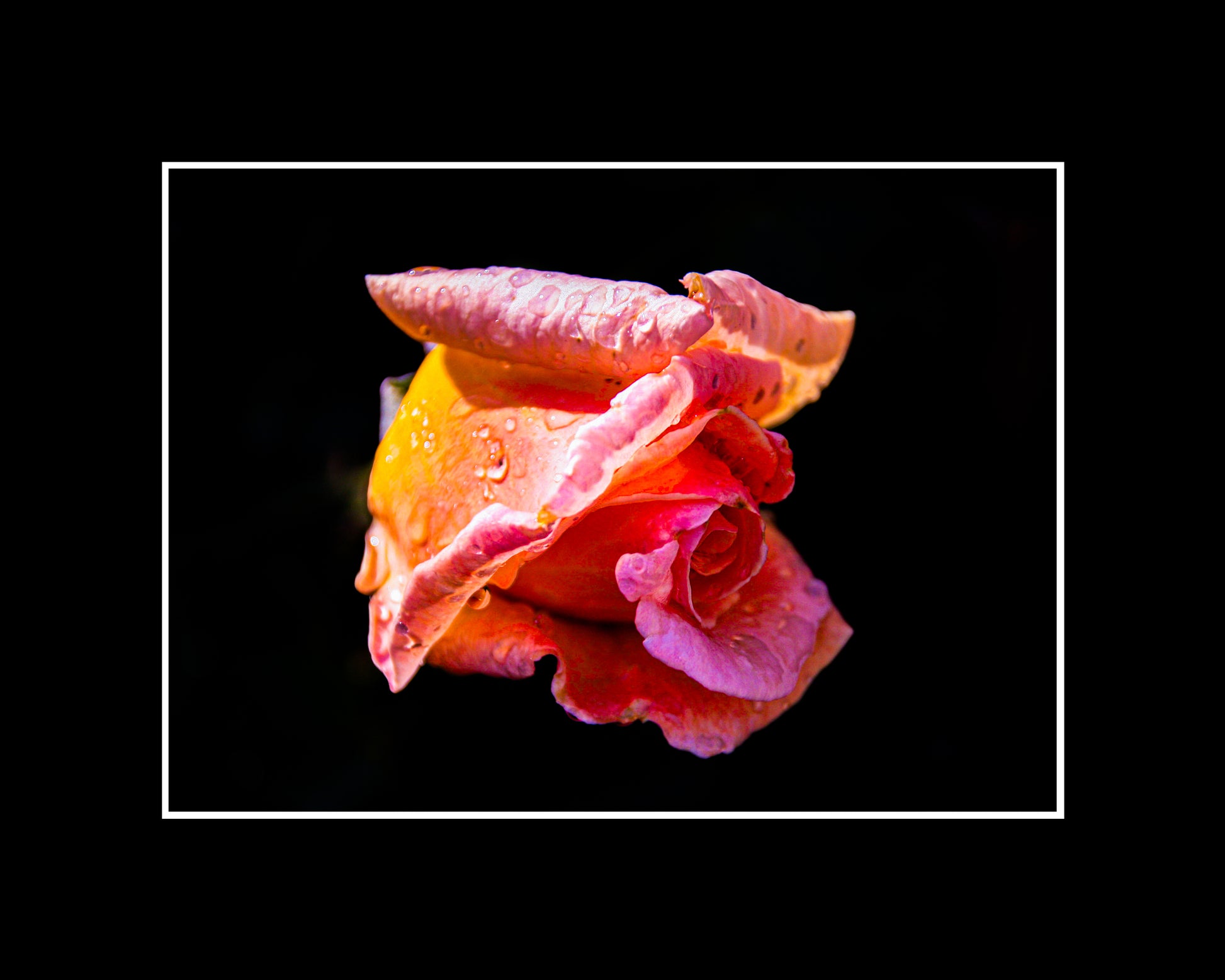 High-contrast photo of a pink rose on black background with bold, modern feel