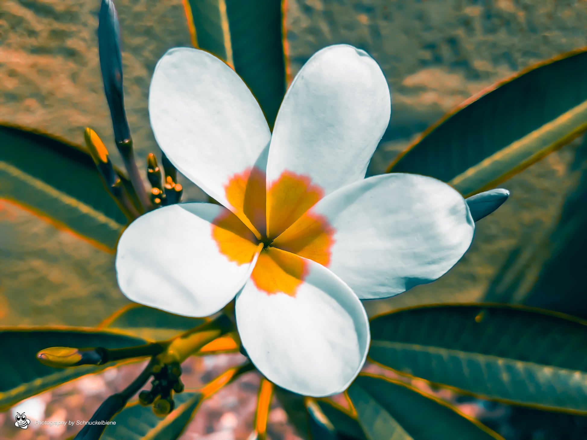 Plumeria flower in full bloom with soft petals and tropical color