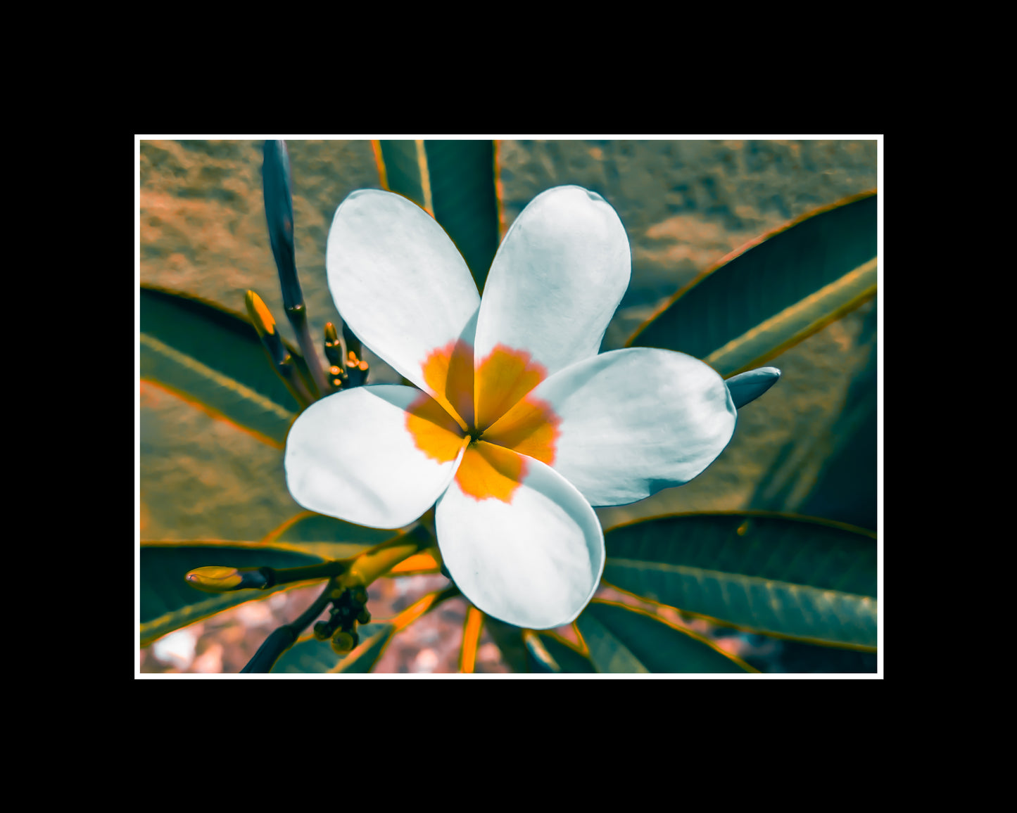 Plumeria flower in full bloom with soft petals and tropical color