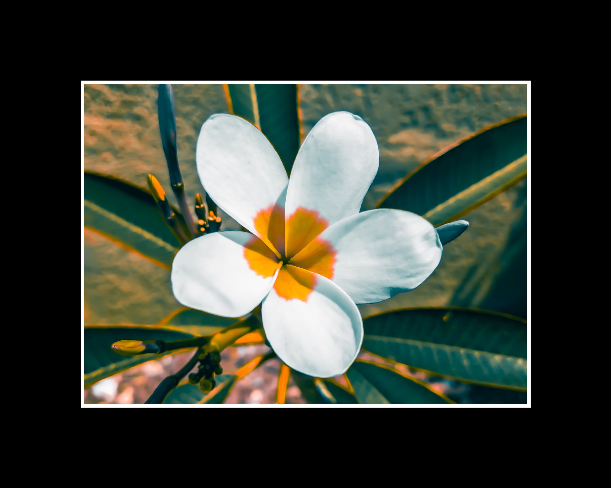 Plumeria flower in full bloom with soft petals and tropical color