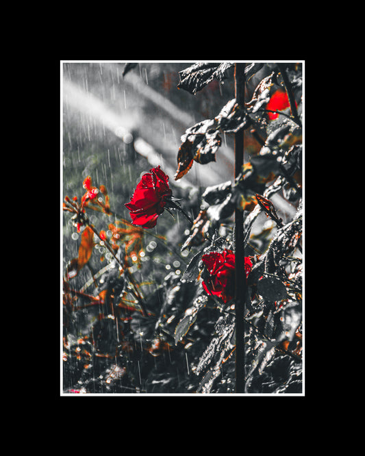 Red rose covered in raindrops glowing softly in sunlight
