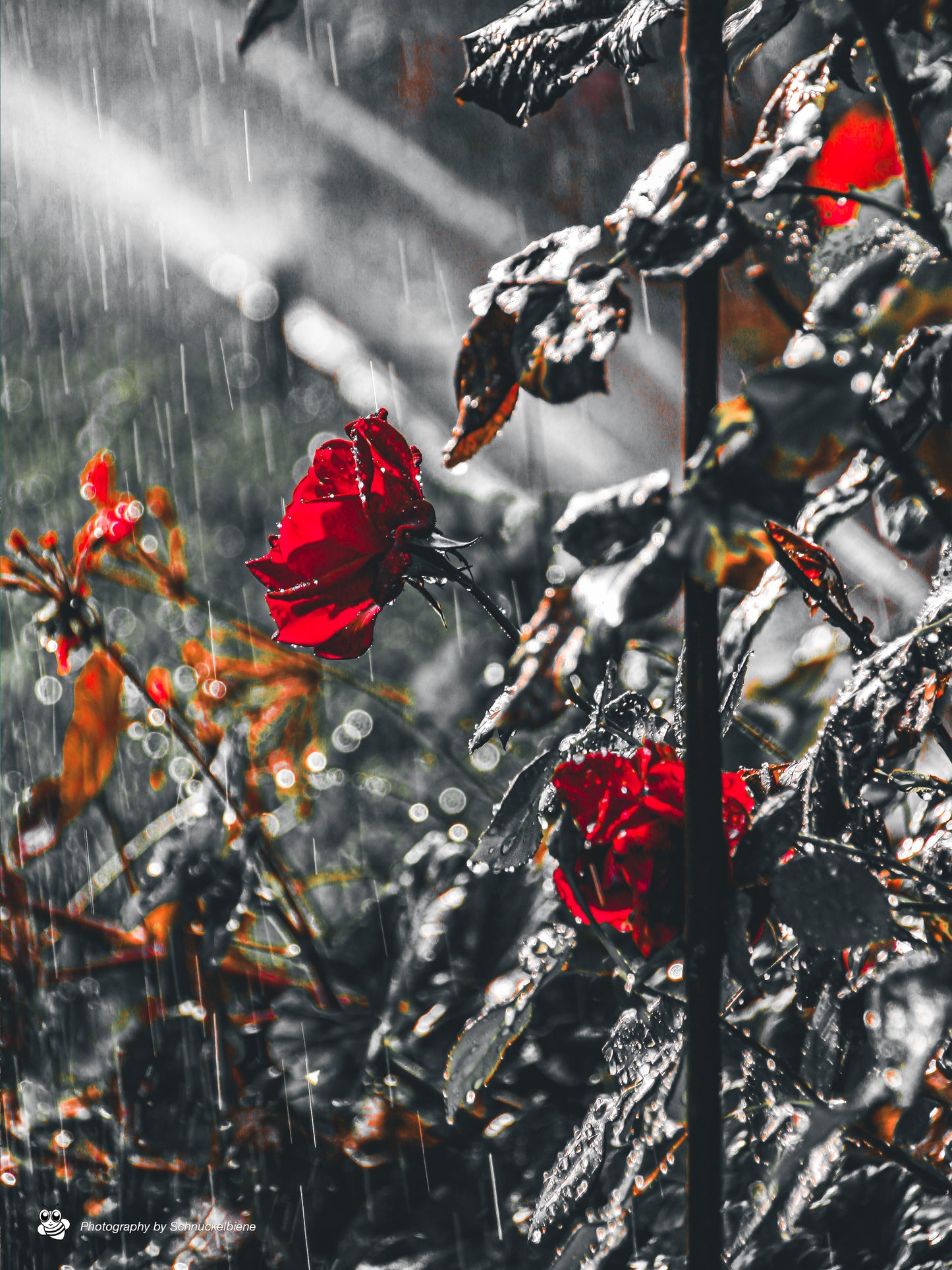Red rose covered in raindrops glowing softly in sunlight