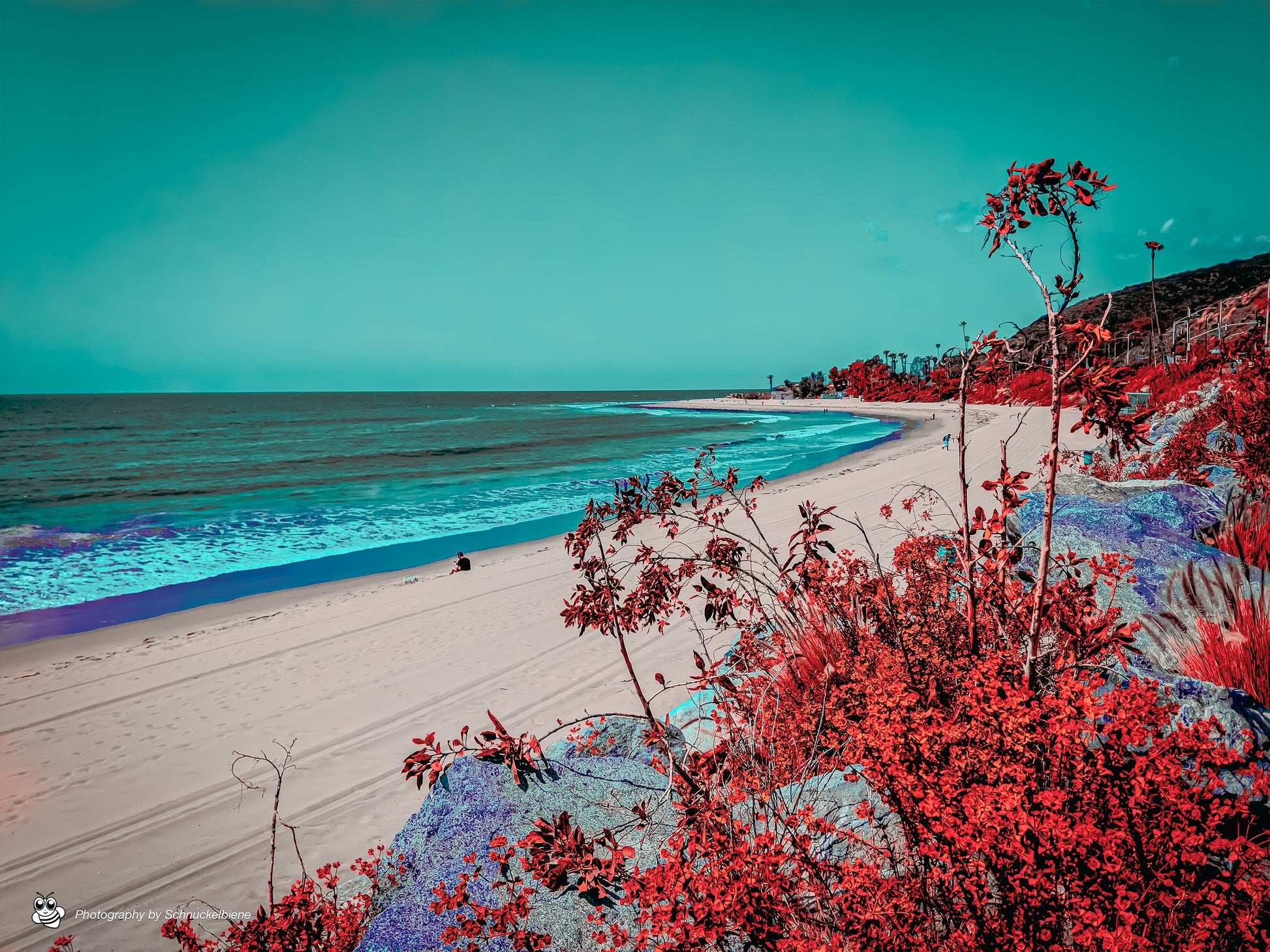 Framed fine art print of Topanga Beach with turquoise water, blue sky, empty shoreline, and red bushes in the foreground. 