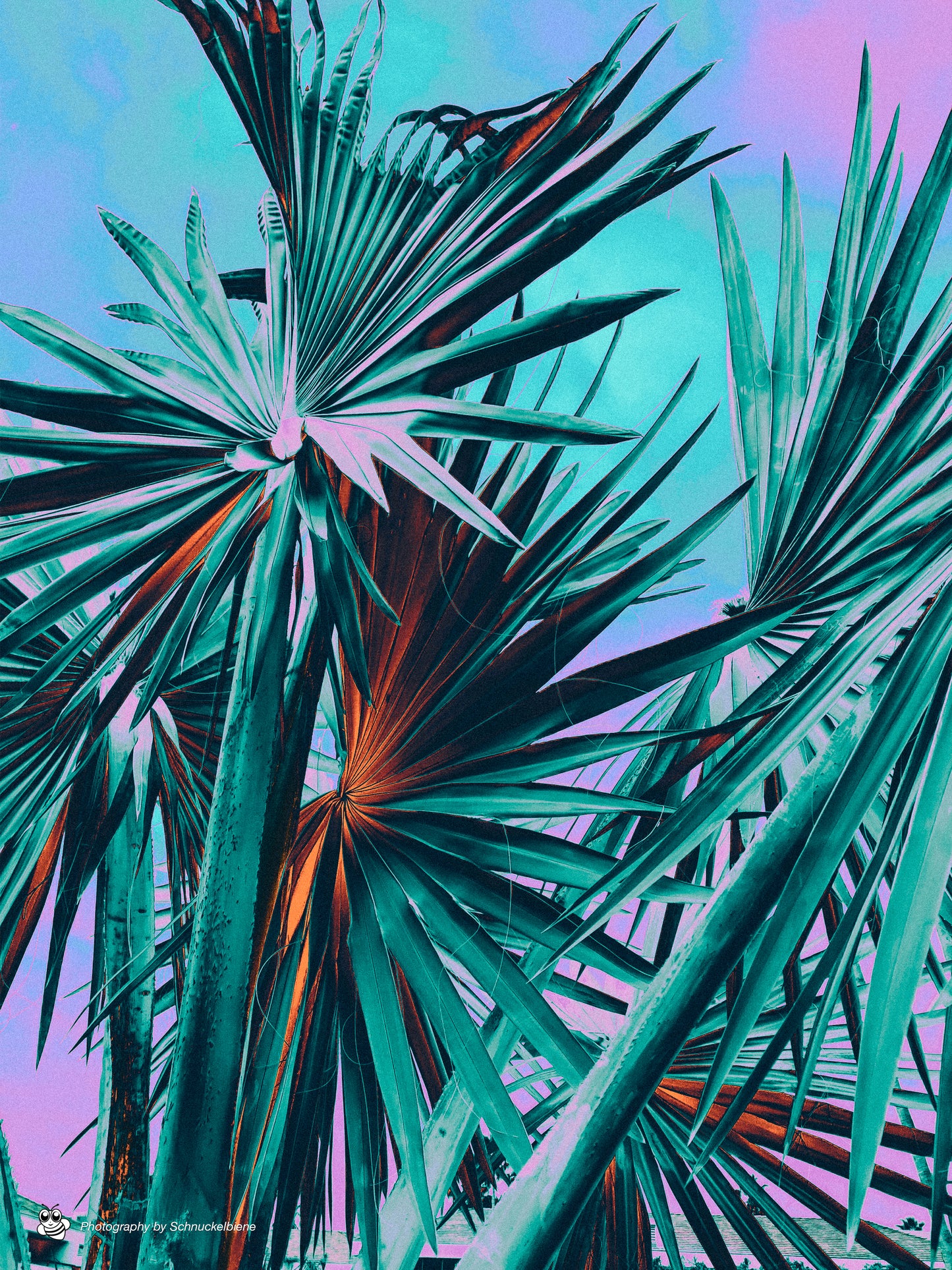 Framed fine art print of a Washingtonia filifera palm in deep blue tones against a minimal background